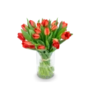Bouquet of red tulips